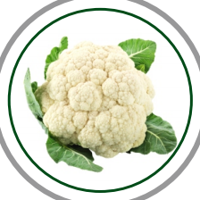 cruciferious