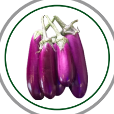 eggplant
